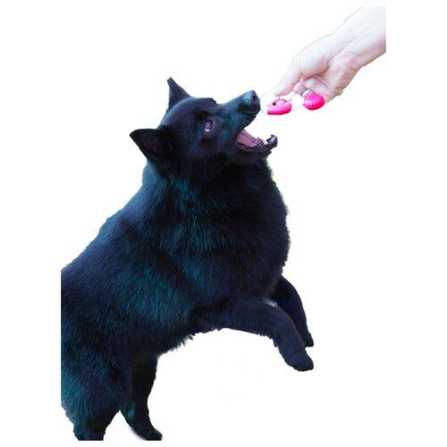 фото Игрушка жевательная для собак japan premium pet в виде кольца, с функцией чистки зубов и десен, жесткая.