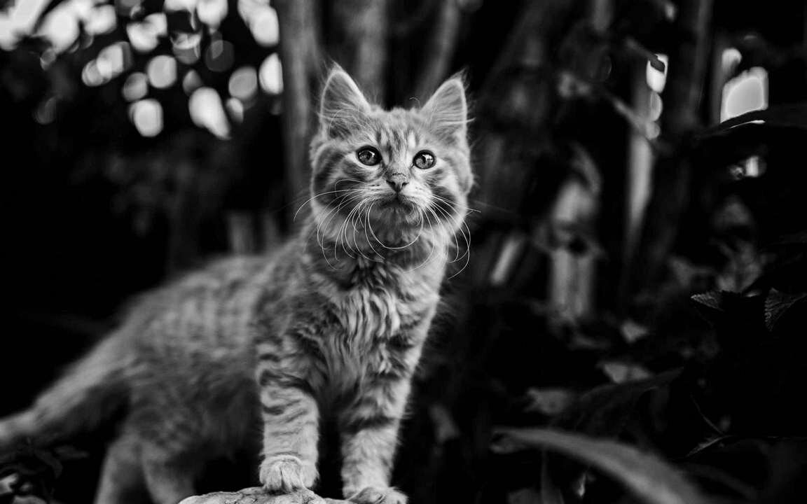 Котенок чб