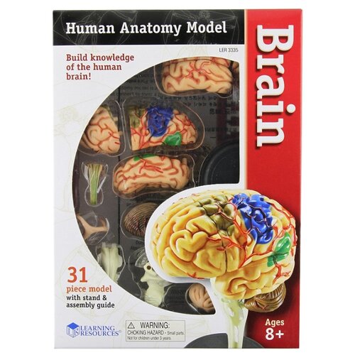 фото Набор learning resources human anatomy model brain