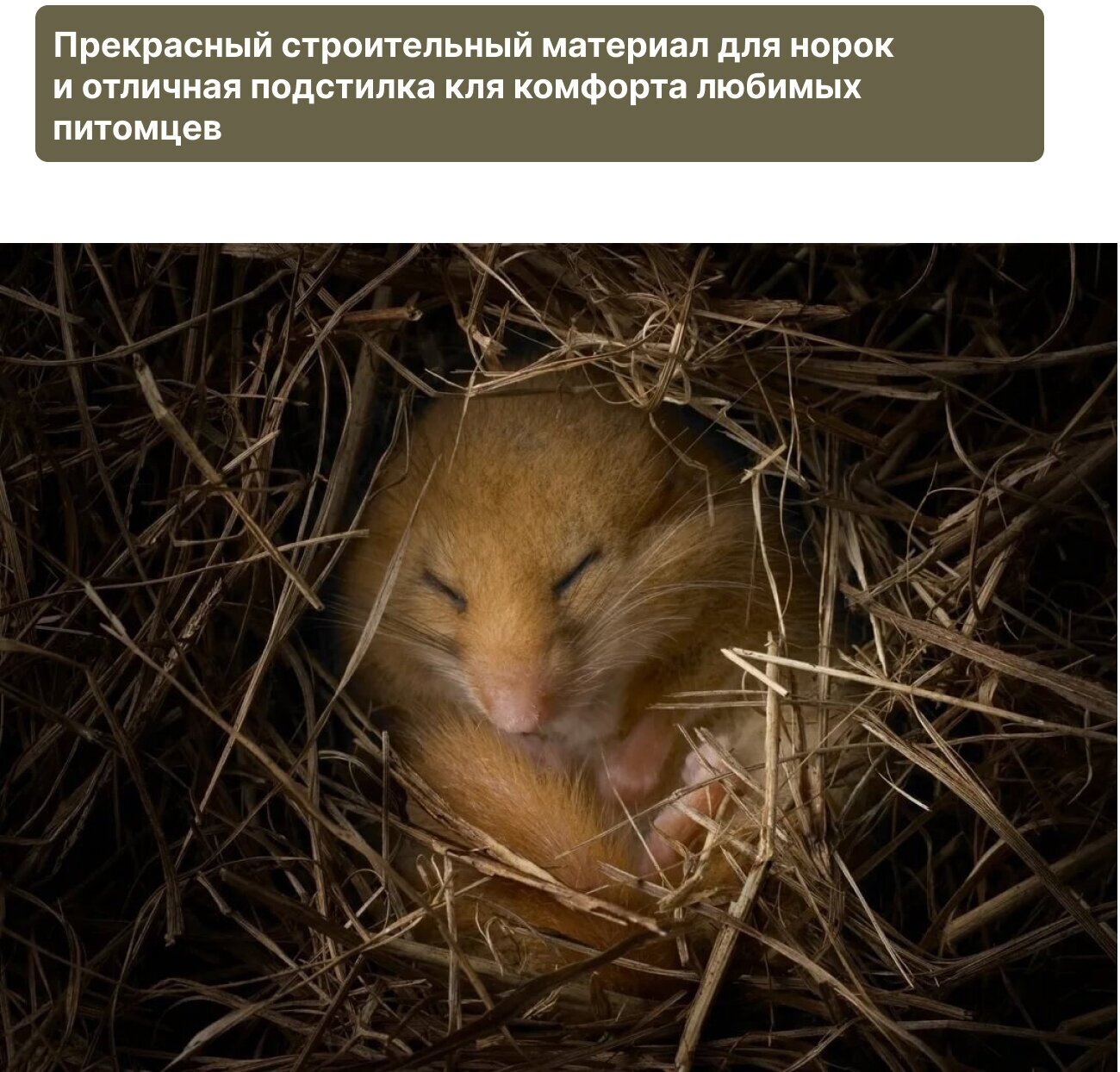 Спящий суслик