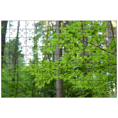 фото Магнитный пазл 27x18см."лес, деревья, лезвие" на холодильник lotsprints