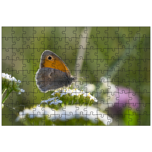 фото Магнитный пазл 27x18см."бабочка, цвести, крылья бабочки" на холодильник lotsprints