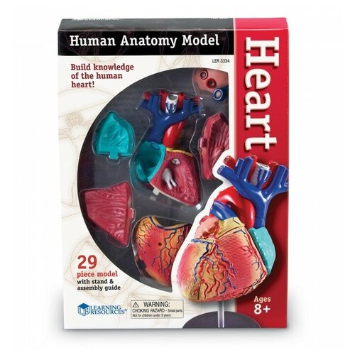 фото Набор learning resources анатомия человека. сердце
