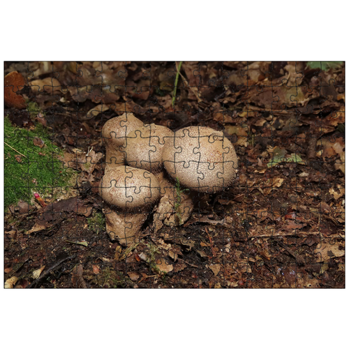 фото Магнитный пазл 27x18см."грибы, дождевик, гриб" на холодильник lotsprints