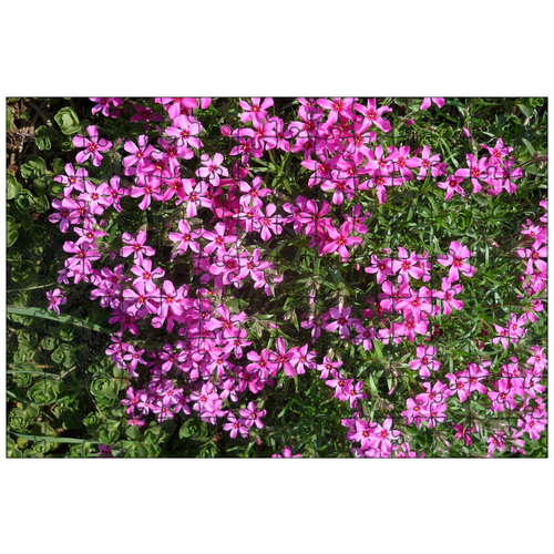 фото Магнитный пазл 27x18см."цветы- подушки, розовый, ковер из цветов" на холодильник lotsprints