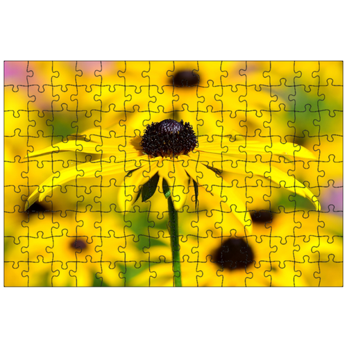 фото Магнитный пазл 27x18см."rudbeckia fulgida, сияющая шляпа от солнца, композиты" на холодильник lotsprints