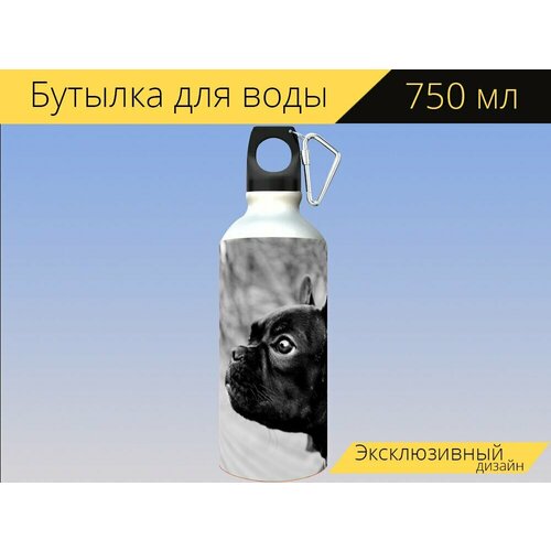 фото Бутылка фляга для воды "собака, собачий, домашний питомец" 750 мл. с карабином и принтом lotsprints