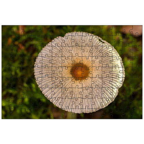 фото Магнитный пазл 27x18см."гриб, шляпа гриба, маленький гриб" на холодильник lotsprints