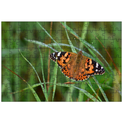 фото Магнитный пазл 27x18см."бабочка, ванесса кардуи, крыло" на холодильник lotsprints