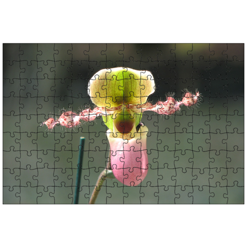 фото Магнитный пазл 27x18см."орхидея, цветок, трусы цветок" на холодильник lotsprints