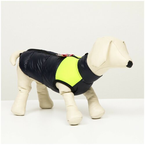 фото Куртка для собак на молнии, размер 12 (дс 28 см, ог 38 см, ош 27 см), синяя с жёлтым сима-ленд