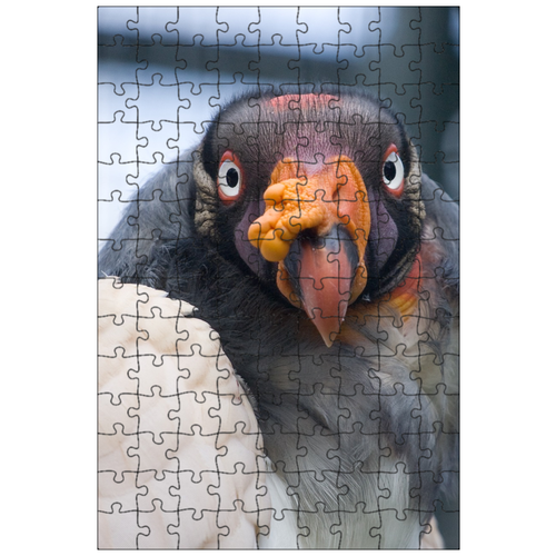 фото Магнитный пазл 27x18см."гриф, птица, зоопарк" на холодильник lotsprints