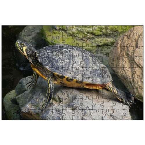 фото Магнитный пазл 27x18см."черепаха, рептилия, щит" на холодильник lotsprints