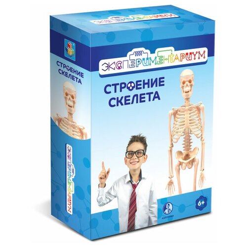 фото Набор 1 toy экспериментариум строение скелета