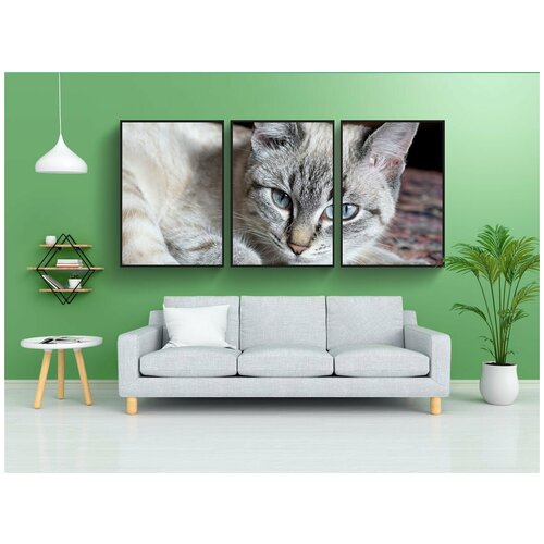 фото Набор модулных постеров для интерьера "кот, домашняя кошка, котенок" 60x90 см. в тубусе, без рамки lotsprints