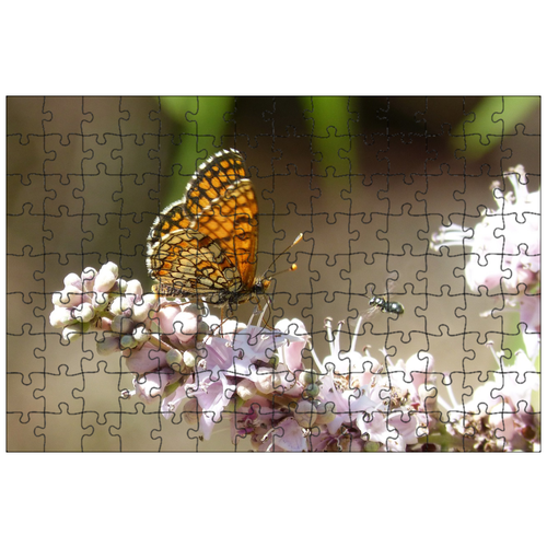 фото Магнитный пазл 27x18см."бабочка, melitaea phoebe, шахматная доска centáurea" на холодильник lotsprints