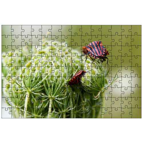 фото Магнитный пазл 27x18см."насекомое, щит жук, цветок" на холодильник lotsprints