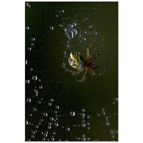 фото Магнитный пазл 27x18см."паук, паутина, крючок" на холодильник lotsprints