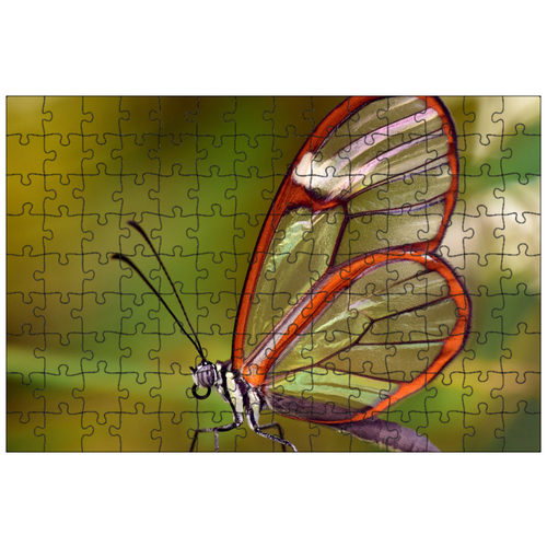фото Магнитный пазл 27x18см."бабочка, стеклянные крылья, грета ото" на холодильник lotsprints