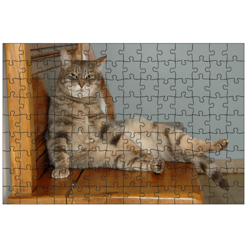 фото Магнитный пазл 27x18см."кошка, сидя, деревянные скамьи" на холодильник lotsprints