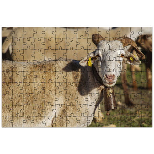 фото Магнитный пазл 27x18см."овцы, рога, животные" на холодильник lotsprints