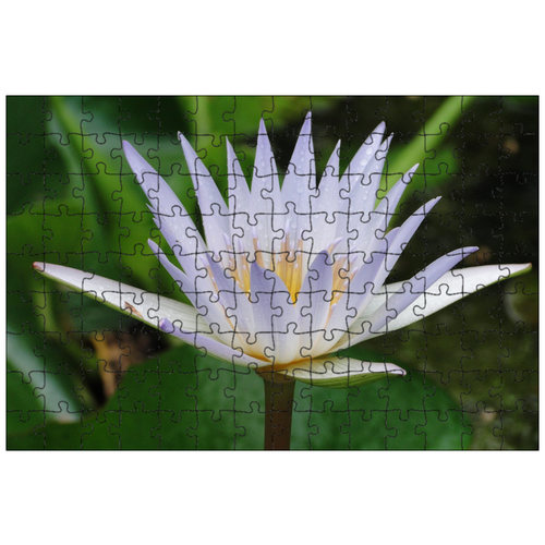 фото Магнитный пазл 27x18см."водное растение, белая лилия, карибский бассейн" на холодильник lotsprints