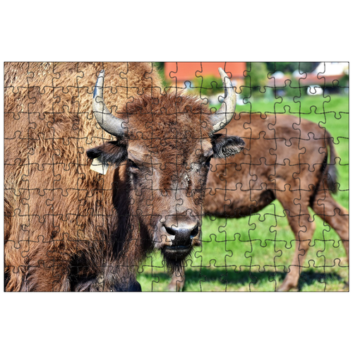 фото Магнитный пазл 27x18см."зубр, буйвол, рога" на холодильник lotsprints
