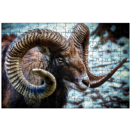 фото Магнитный пазл 27x18см."муфлон, овец, рога" на холодильник lotsprints
