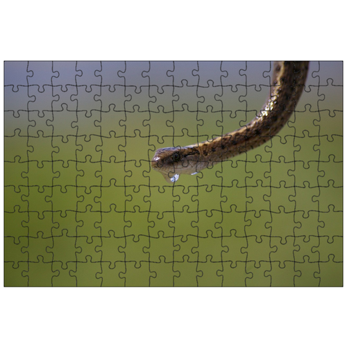 фото Магнитный пазл 27x18см."подвязка змея, вода, капать" на холодильник lotsprints