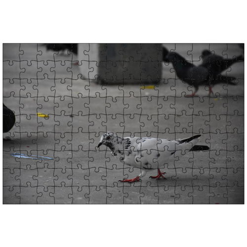 фото Магнитный пазл 27x18см."птица, голубь, крыло" на холодильник lotsprints