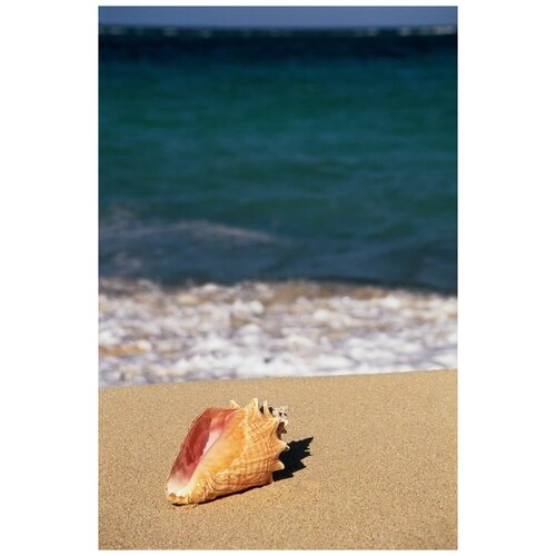 фото Постер на холсте раковина на пляже 40см. x 61см. твой постер