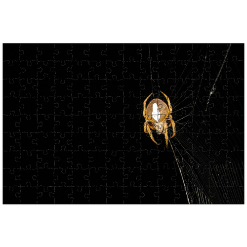 фото Магнитный пазл 27x18см."паука ночного, куртка, насекомое" на холодильник lotsprints