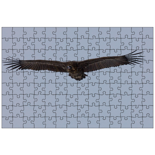 фото Магнитный пазл 27x18см."птица, черный гриф, летающий" на холодильник lotsprints