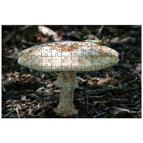фото Магнитный пазл 27x18см."гриб, жаба стул, грибы" на холодильник lotsprints
