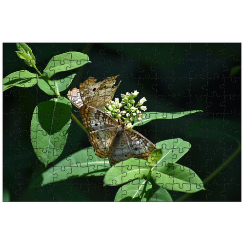 фото Магнитный пазл 27x18см."бабочка, крылья, насекомое" на холодильник lotsprints