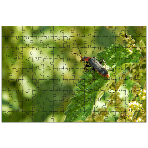 фото Магнитный пазл 27x18см."насекомое, лезвие, зеленый" на холодильник lotsprints