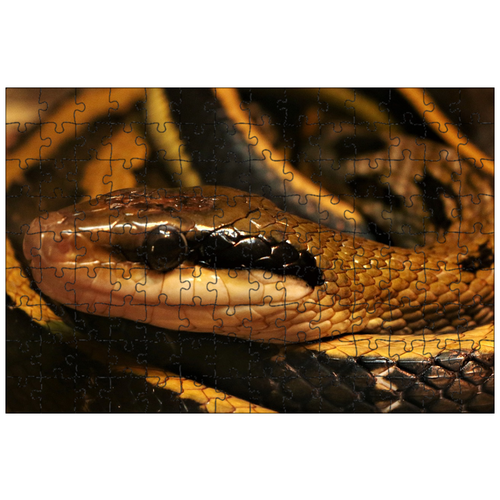 фото Магнитный пазл 27x18см."змея, рептилия, весы" на холодильник lotsprints