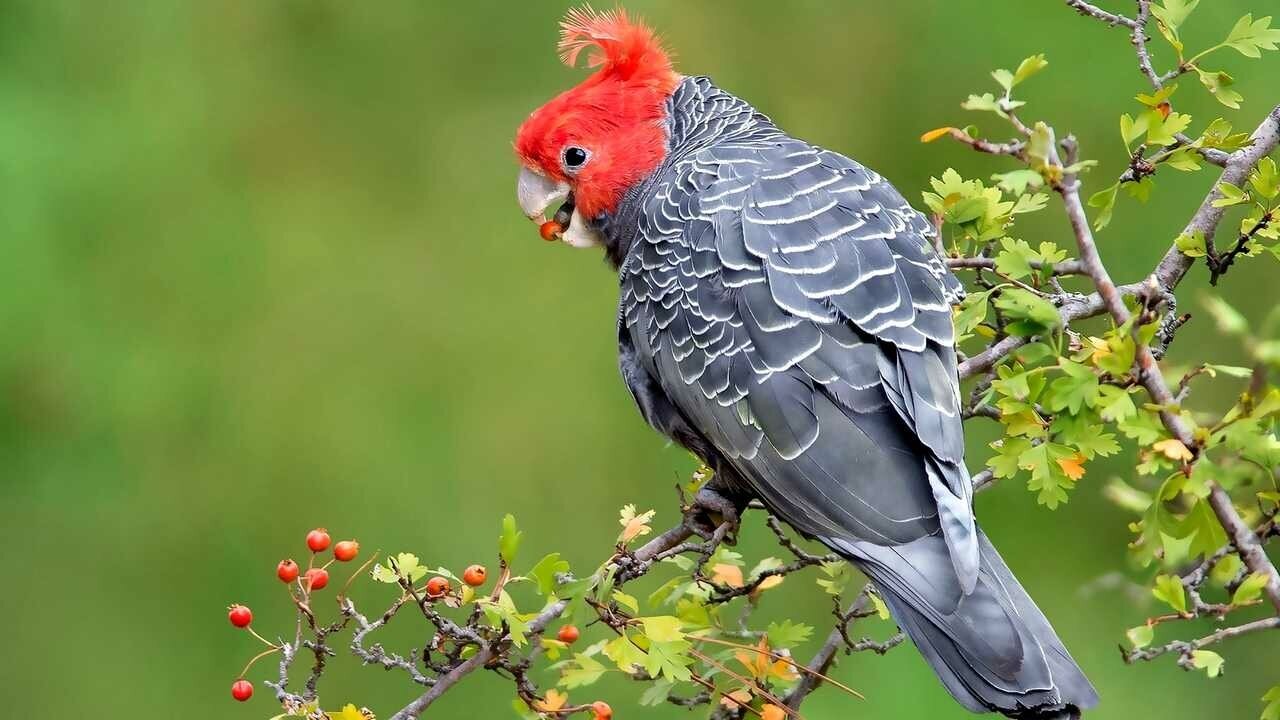 Корейка птица