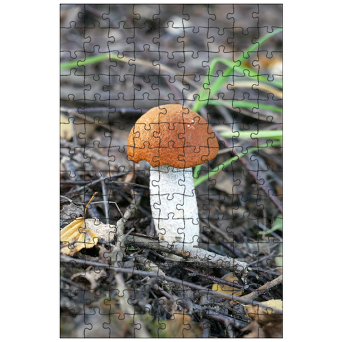 фото Магнитный пазл 27x18см."красная шапка, leccinum aurantiacum, дубы- красная шапка" на холодильник lotsprints