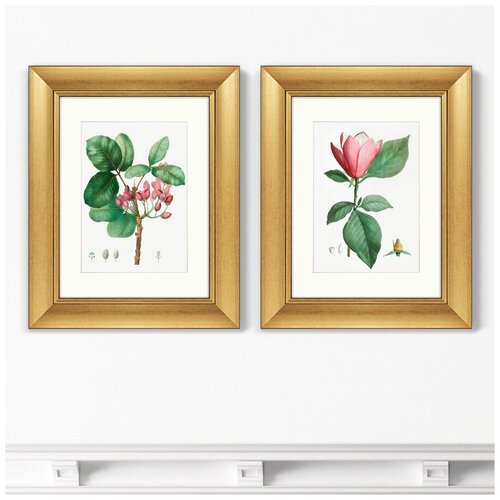 фото Набор из 2-х репродукций картин в раме lily magnolia & pistaccia vera, 1801г. размер картины: 40,5х50,5см картины в квартиру +