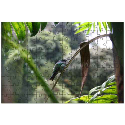 фото Магнитный пазл 27x18см."колибри, панама, птица" на холодильник lotsprints