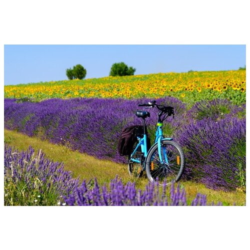 фото Постер на холсте поля лаванды в провинции прованс и велосипед 60см. x 40см. твой постер