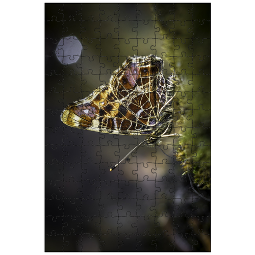 фото Магнитный пазл 27x18см."бабочка, природа, крыло" на холодильник lotsprints