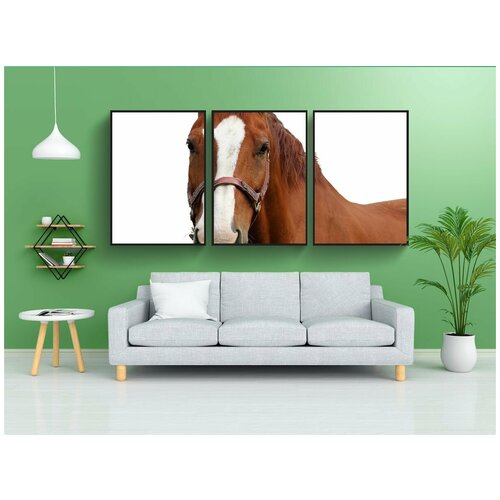 фото Набор модулных постеров для интерьера "лошадь, лошадиная голова, изолированный" 60x90 см. в тубусе, без рамки lotsprints