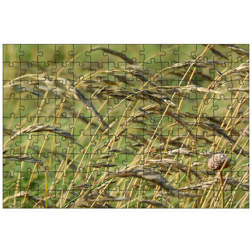 фото Магнитный пазл 27x18см."травинки, лезвие, острие травы" на холодильник lotsprints
