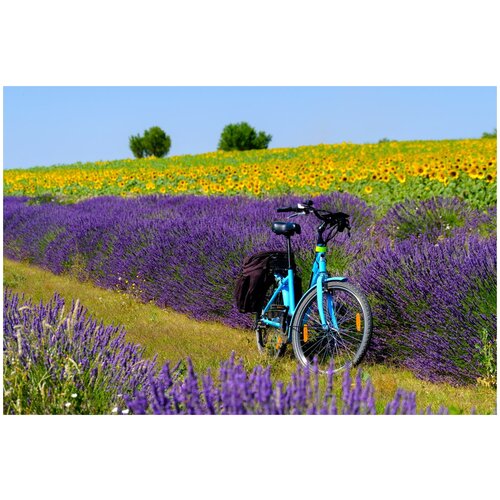 фото Постер на холсте велосипед в поле №2 90см. x 60см. твой постер
