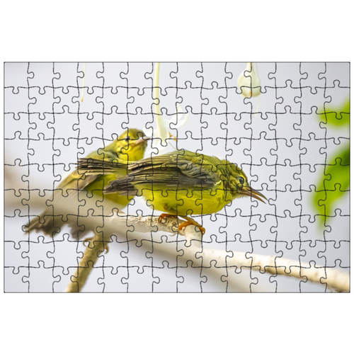 фото Магнитный пазл 27x18см."солнечные птицы с оливковой спинкой, птицы, филиал" на холодильник lotsprints