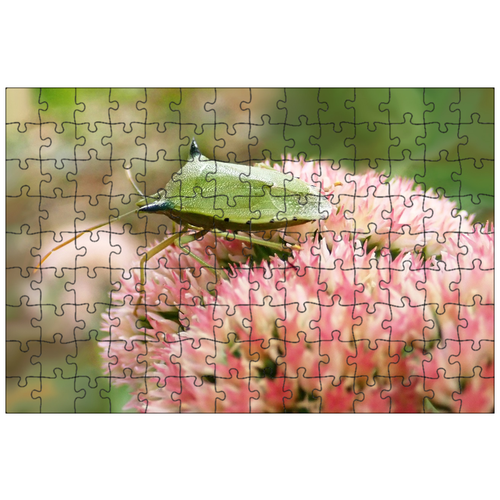 фото Магнитный пазл 27x18см."насекомое, зеленый, щит" на холодильник lotsprints
