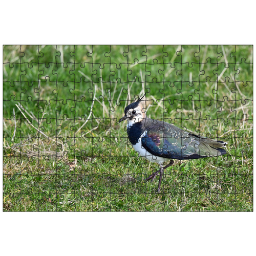 фото Магнитный пазл 27x18см."чибис, вейдерсы, vanellus vanellus" на холодильник lotsprints