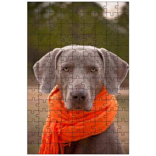 фото Магнитный пазл 27x18см."собака, веймаранер, шарф" на холодильник lotsprints